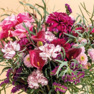 Esquejes de Clavel Dümmen Orange